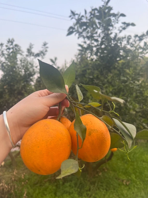 江安县血橙，果大色艳，果香浓郁，每一颗都是大自然的馈赠