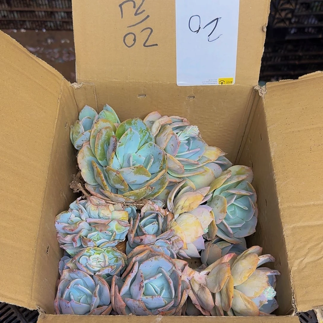 一***@多肉断枝箱装 不包损20号