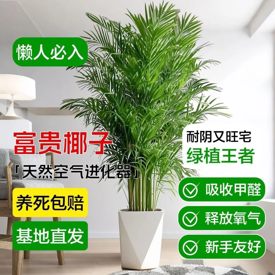 室内小森林高1.2米-1.4米富贵椰子大绿植四季常绿简单好养