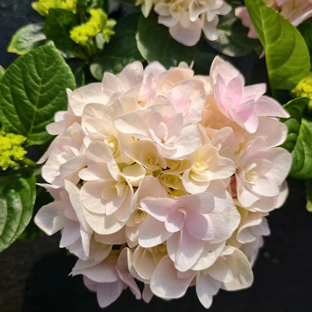 【艾丽绣球】粉白色 颜值高 易养护 阳台庭院地栽