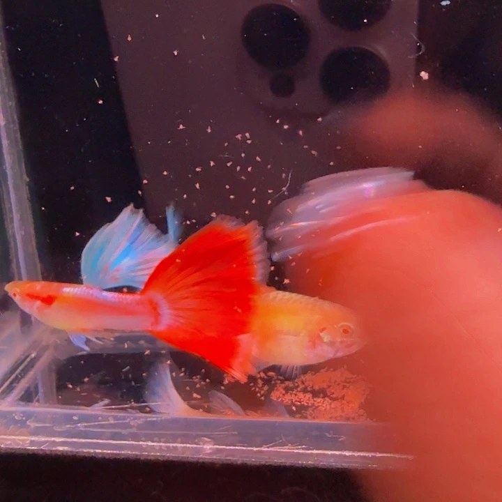 孔雀鱼大尾彩虹1对