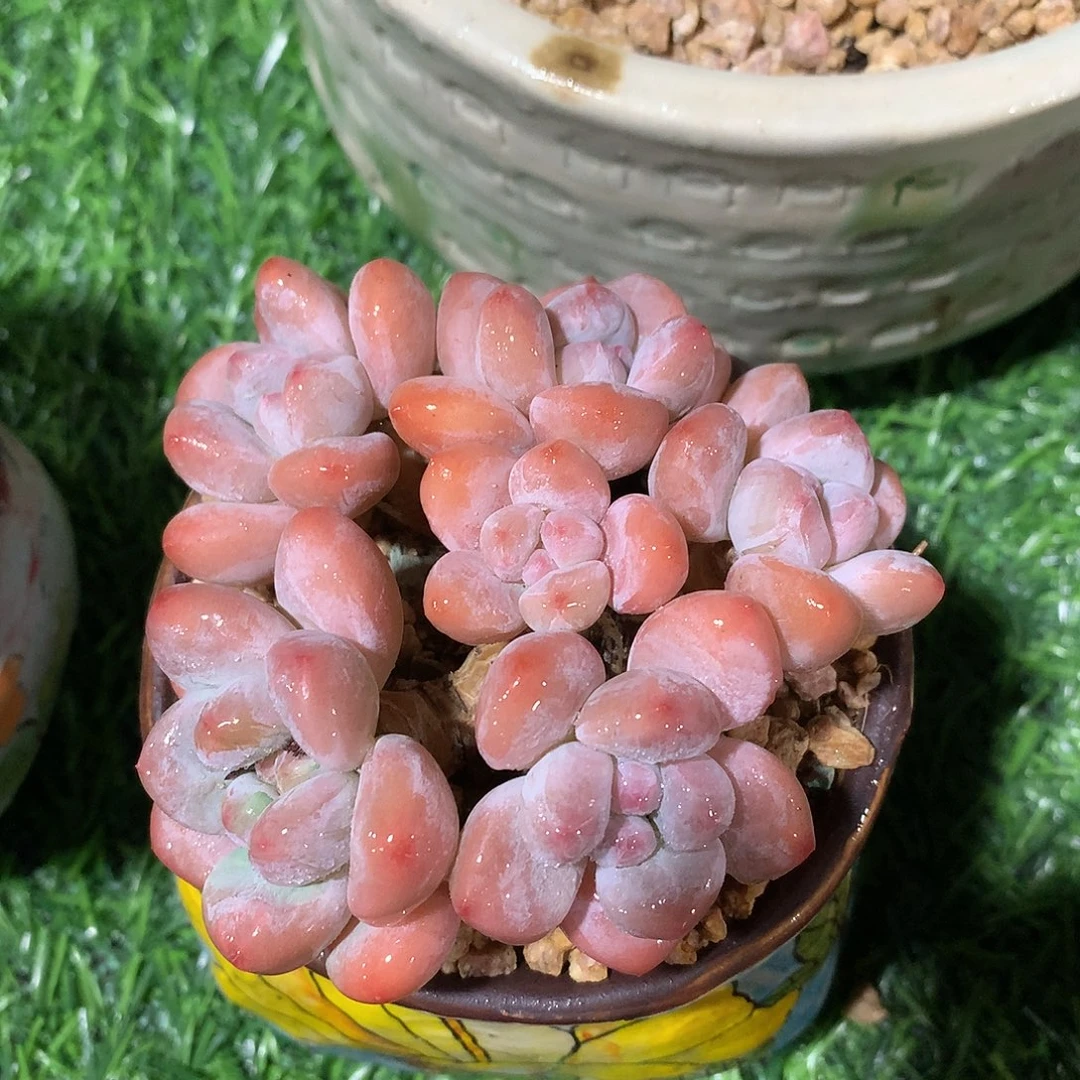 香水群10 公分一物一拍