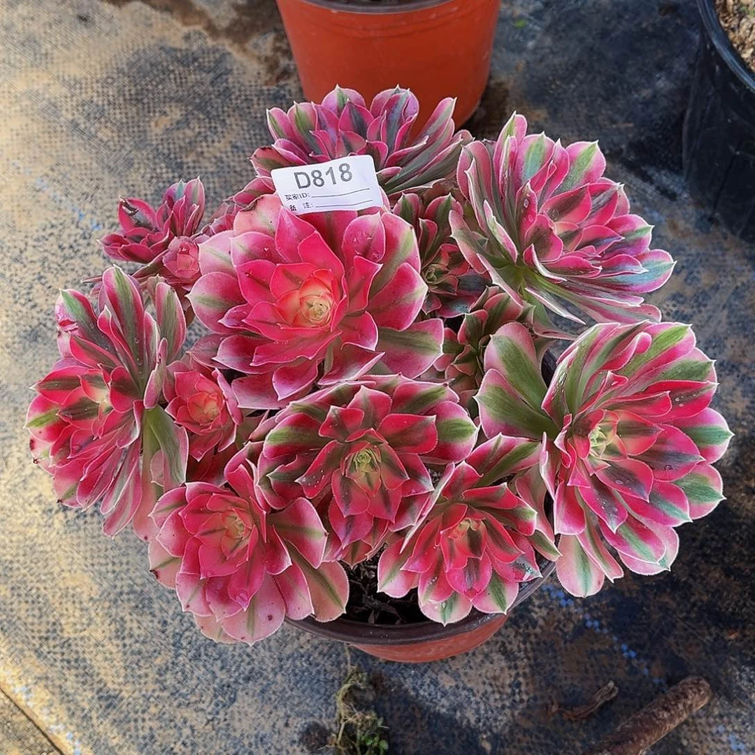多肉植物818粉女巫