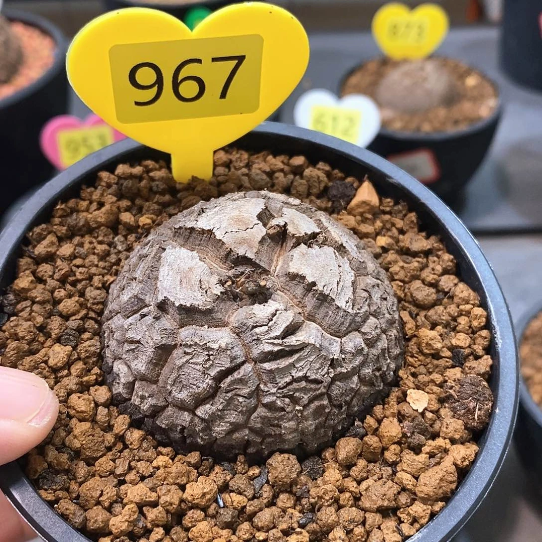 南非龟甲龙龟甲龙