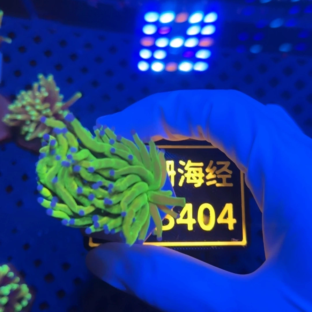 C***_纽扣珊瑚又又不包邮圣杯B404