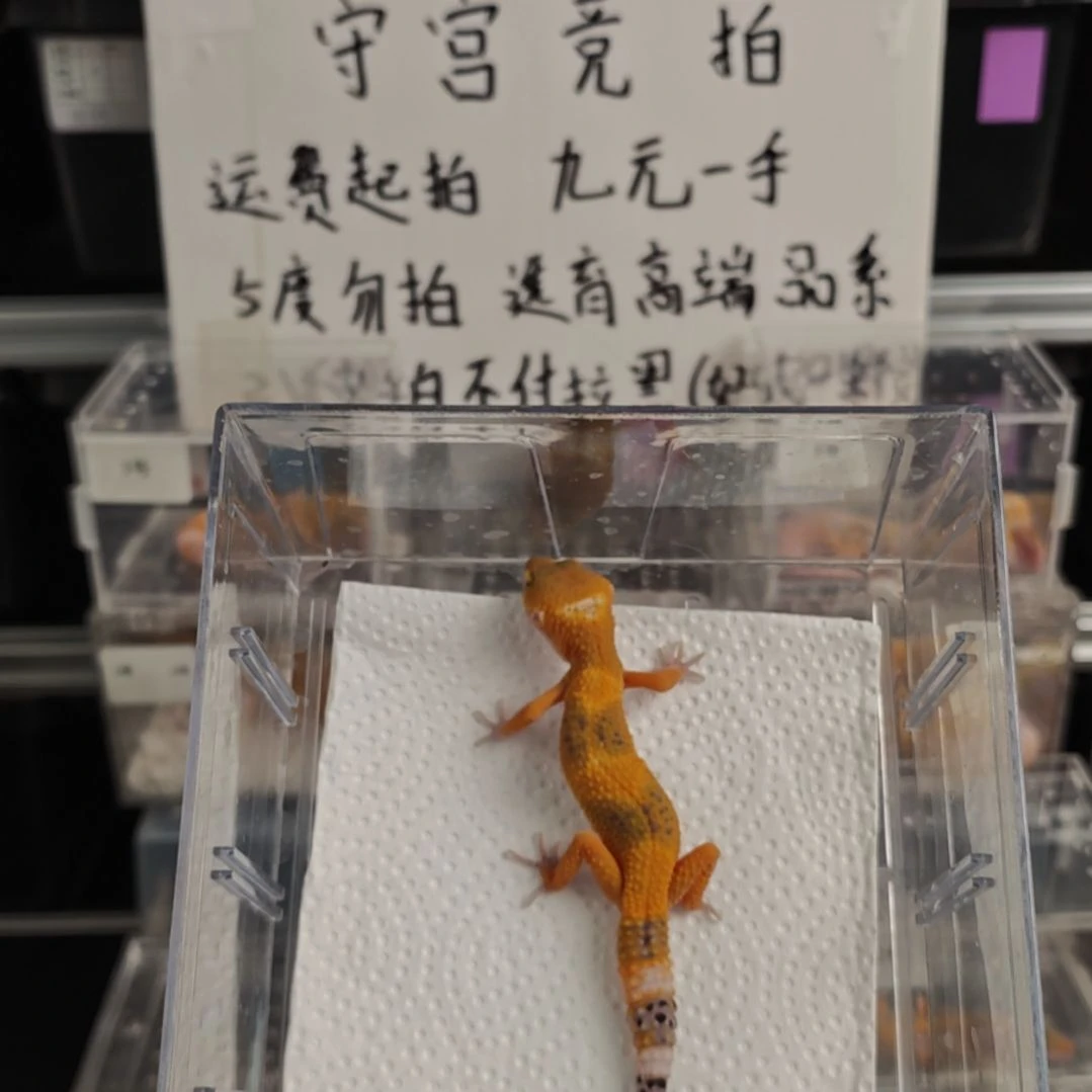 豹纹守宫豹纹守宫蜜橘