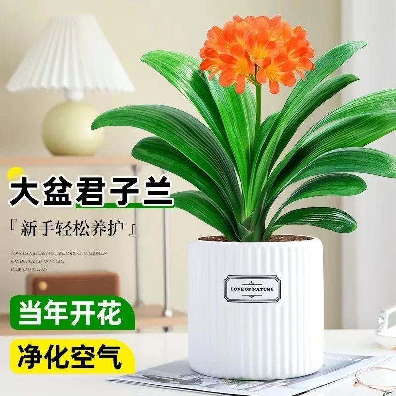 【精品推荐】君子兰花君子兰盆栽君子兰苗四季常青植物蝴蝶兰花苗