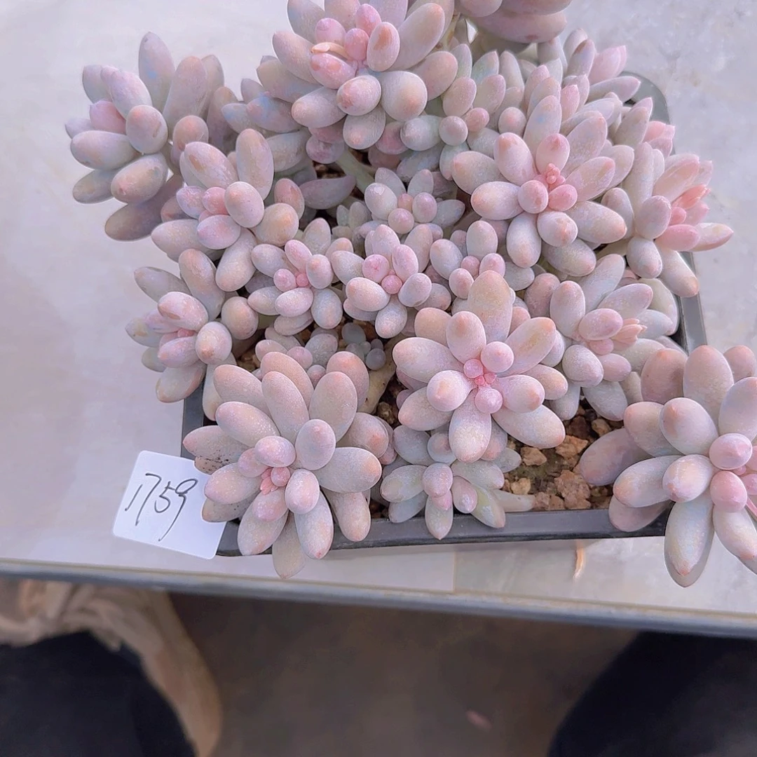 1759汤圆多肉植物