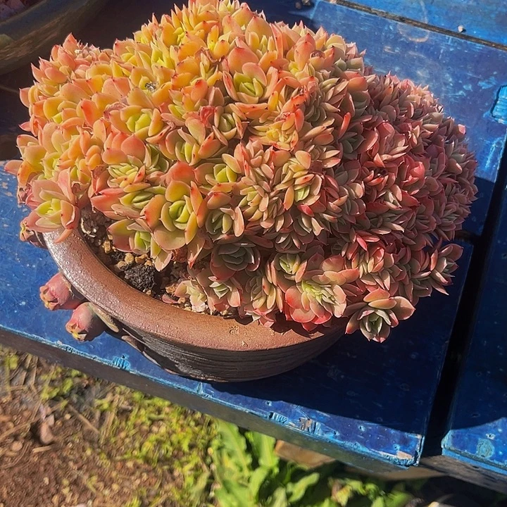 海***燕多肉植物星娜塔缀化