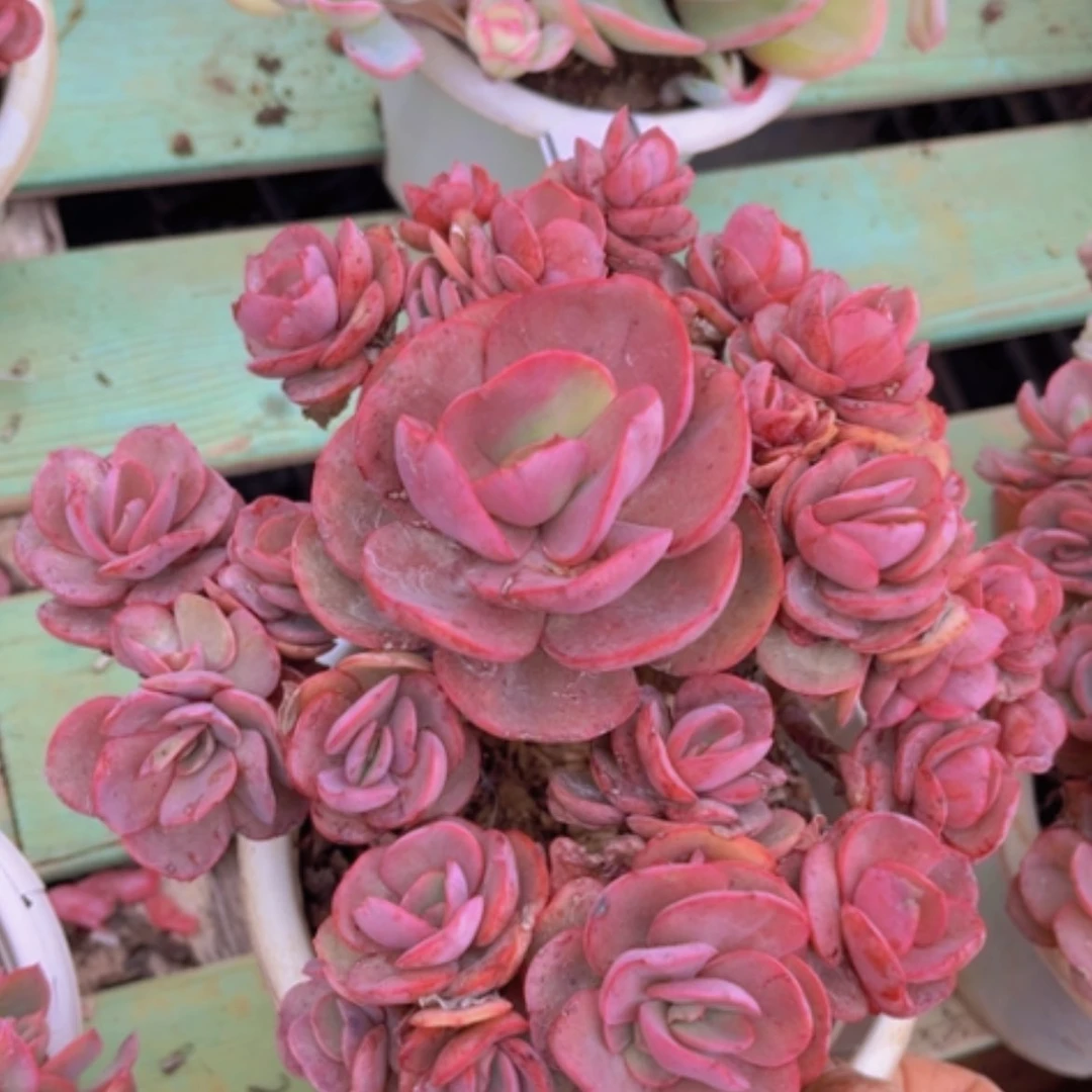 【闪购商品】秀妍03290