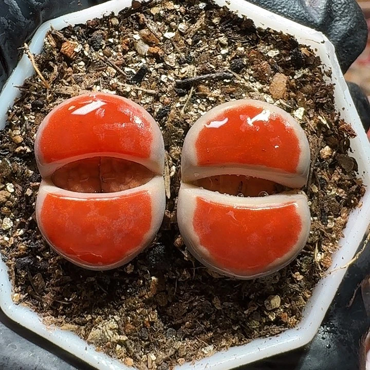 咔**子生石花1112122。   161