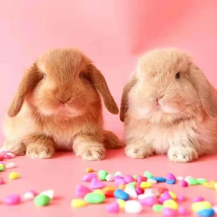 活体精品侏儒兔垂耳兔【一物一拍】