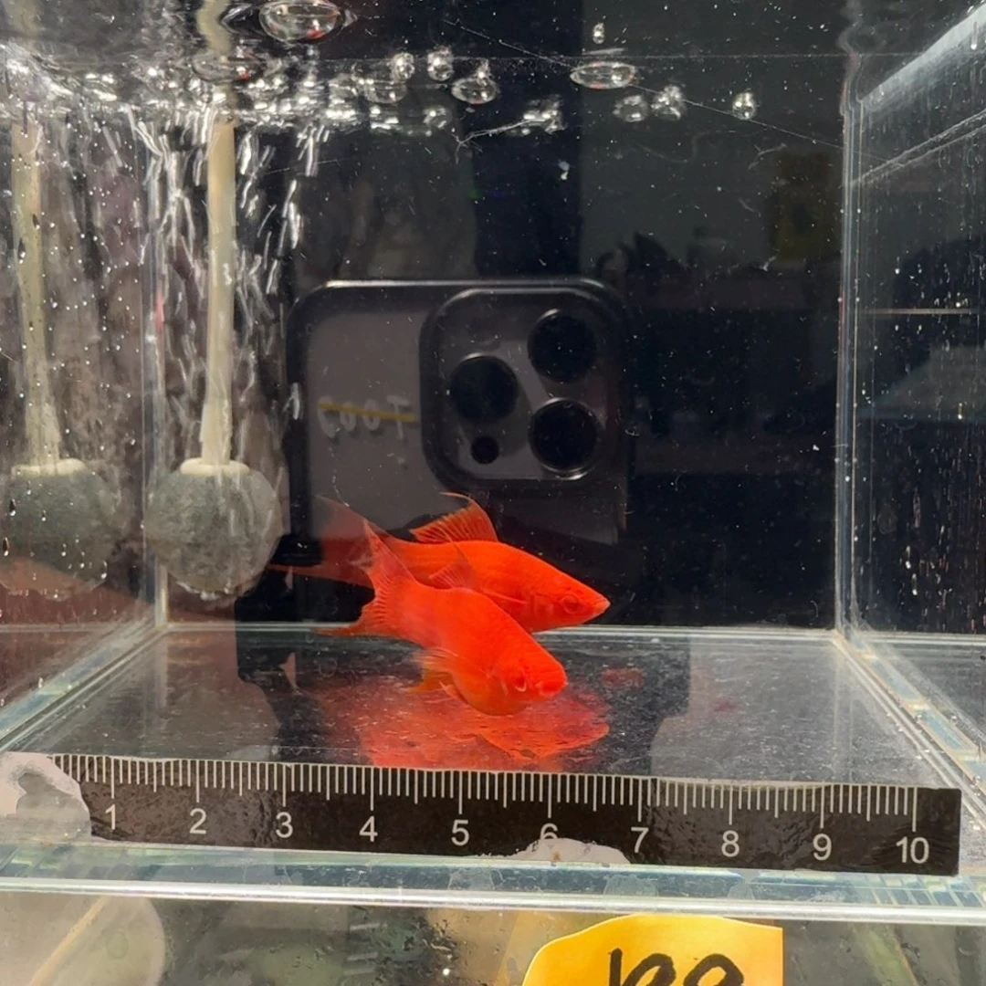 燕尾红箭一公一母