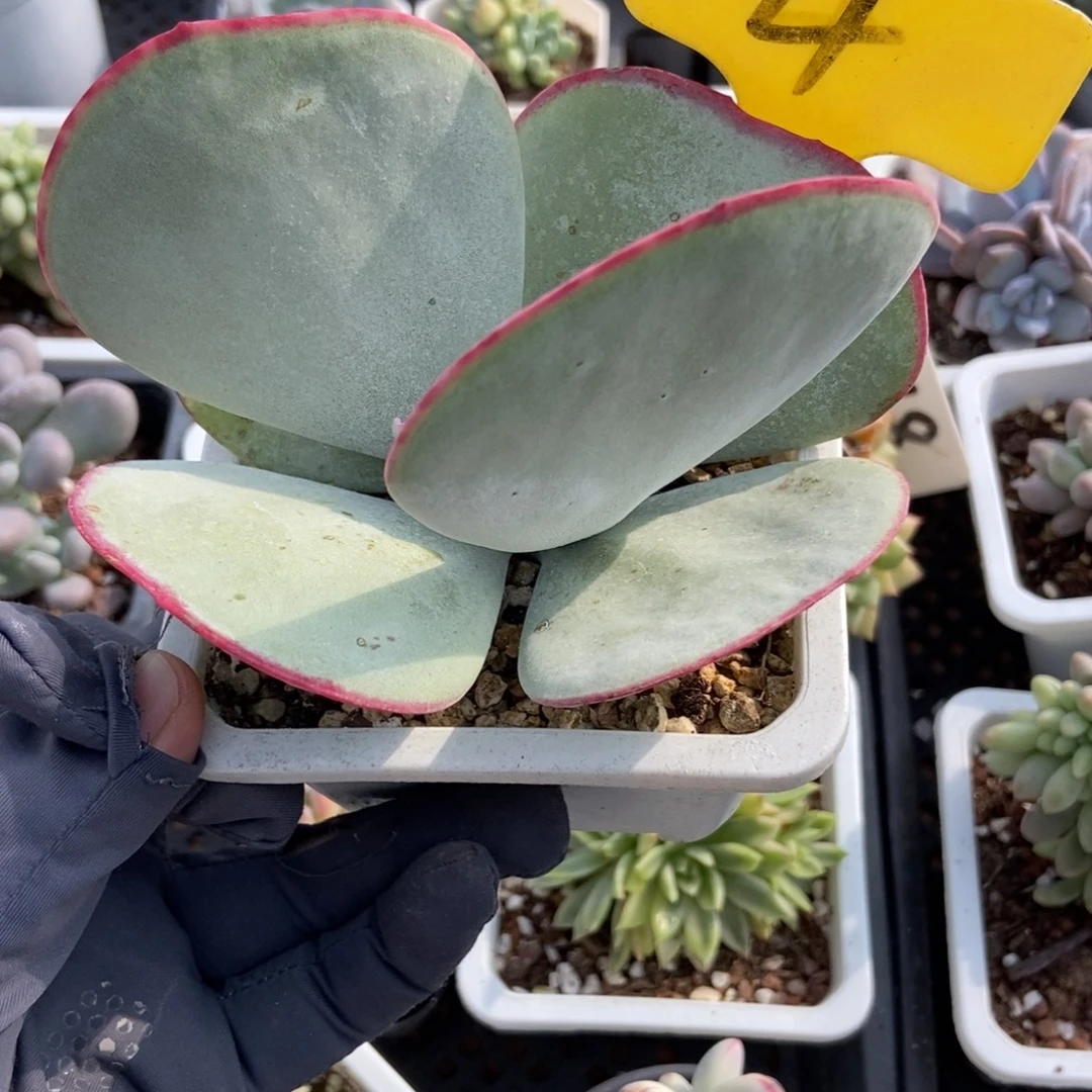 4白眉多肉植物多肉