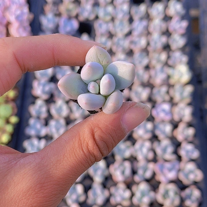 精品香梦多肉植物