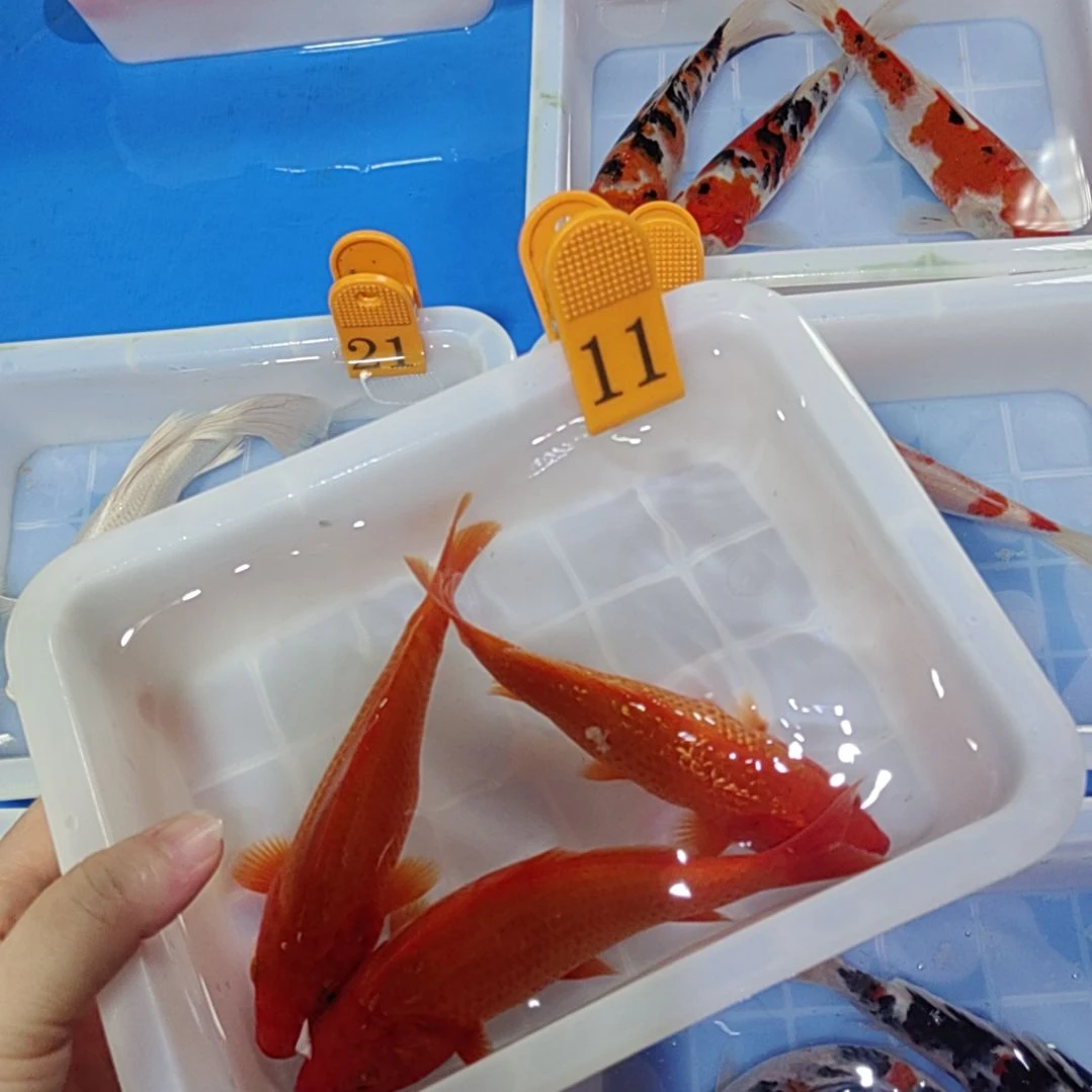 辉***煌锦鲤红红火火的火鲤