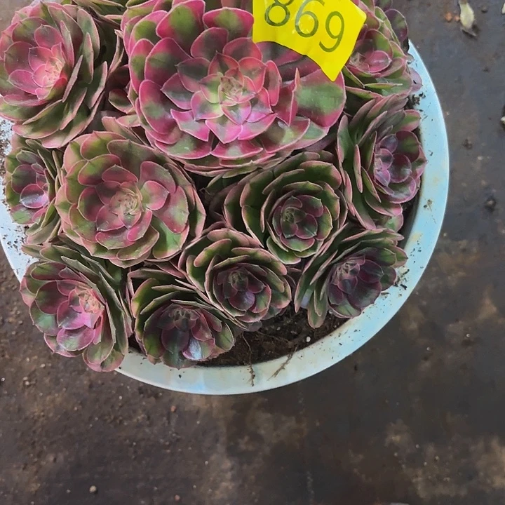 多肉植物荔枝等869个