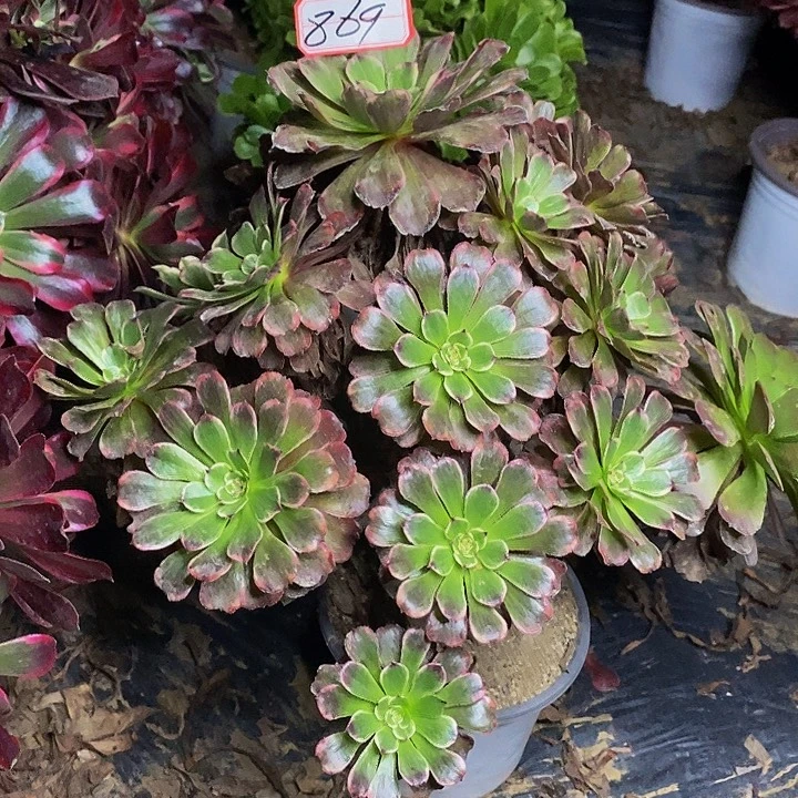 青***）水墨画老桩捧花869号