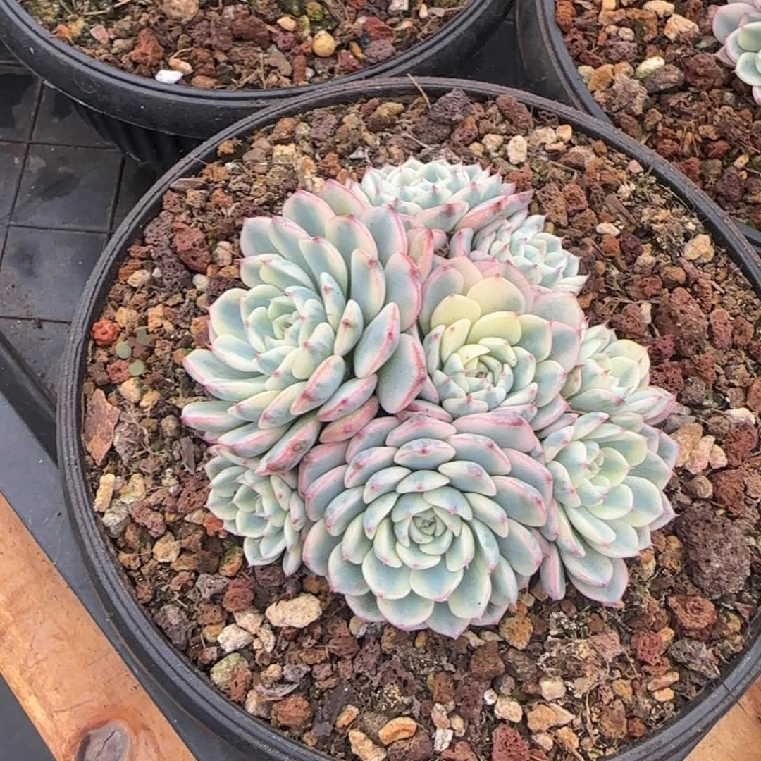 多肉植物一物一拍