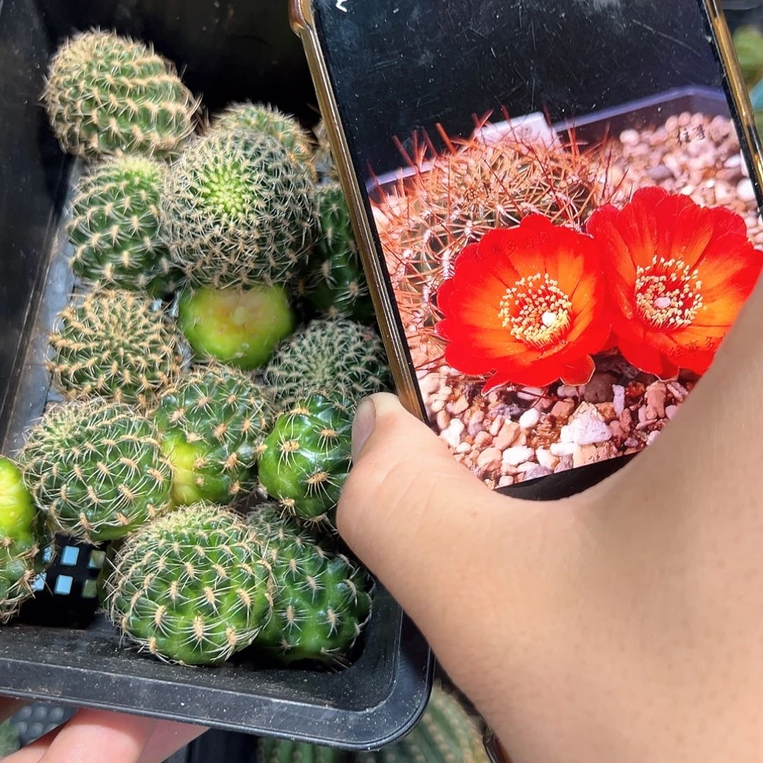 太阳神沟宝山仙人球侧芽一颗