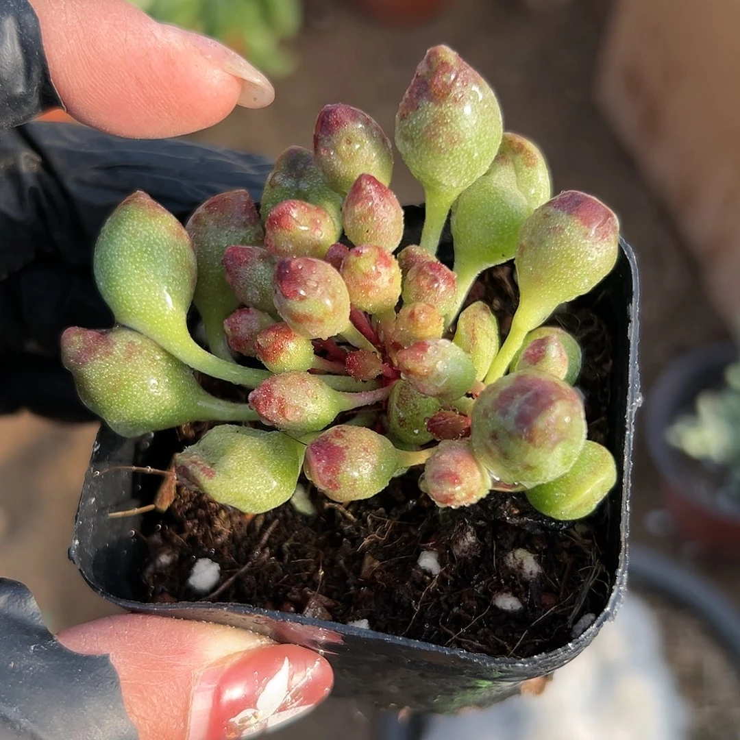 多肉植物鼓槌水泡