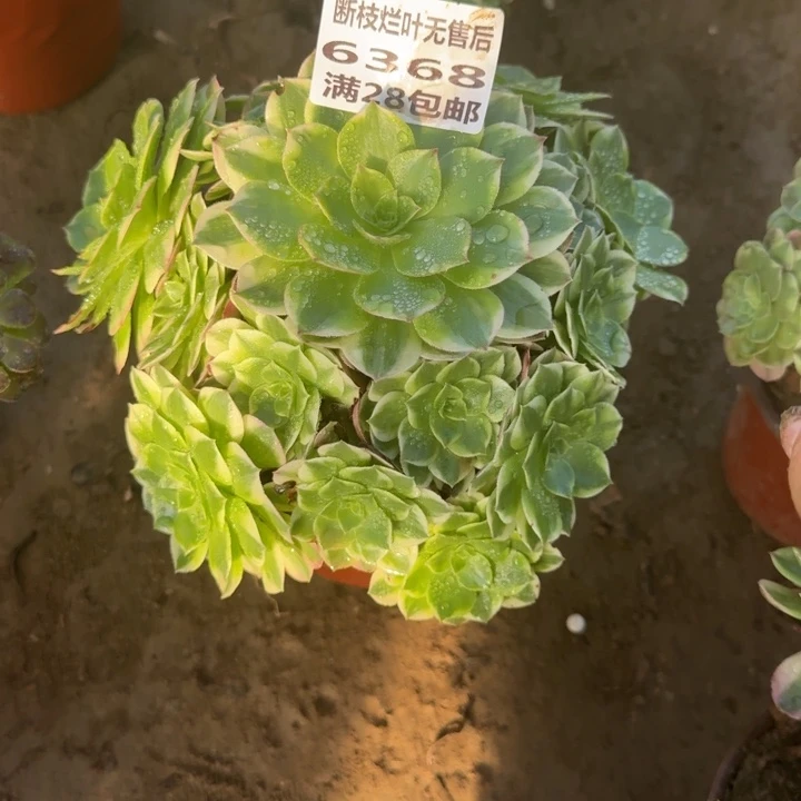 6368粉体海王多肉A