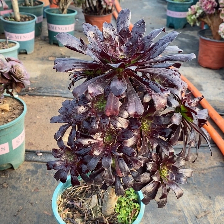 墨法多肉植物2。