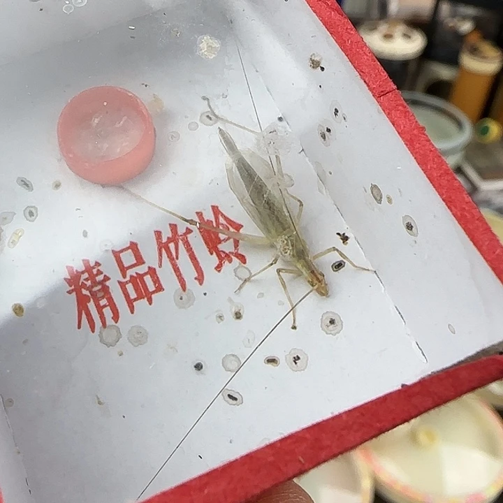 蟋蟀天水黑竹单口一条