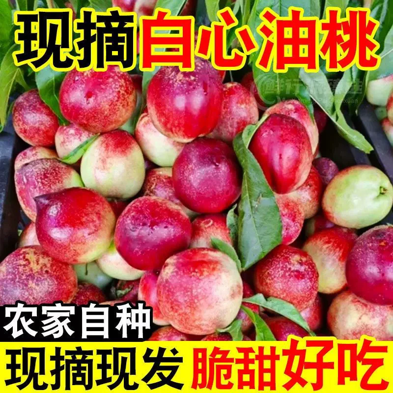 陕西白心油桃脆甜白肉大桃子孕妇当季新鲜水果现摘现发自家果园