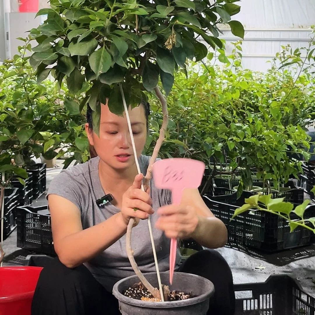 当前无花栽培后可以开花?*茜B35佩德罗