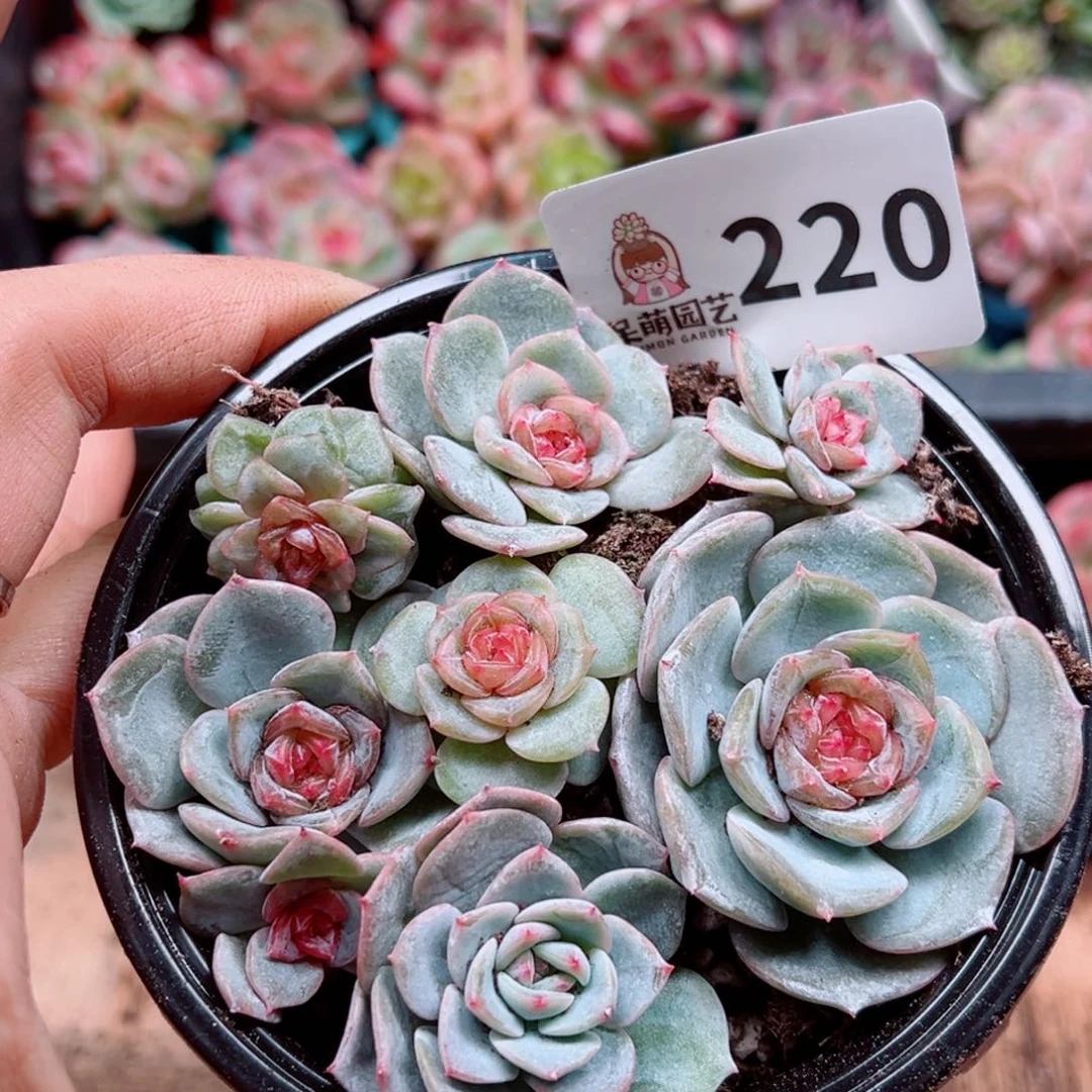 多肉植物多肉植物