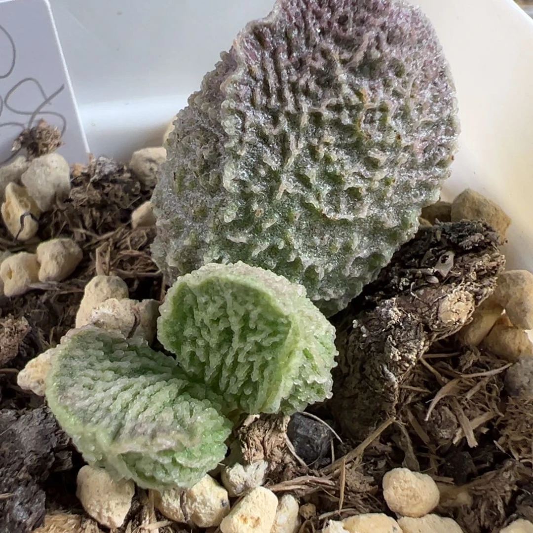 实生新品拉丝纹多肉植物水泡多肉植物