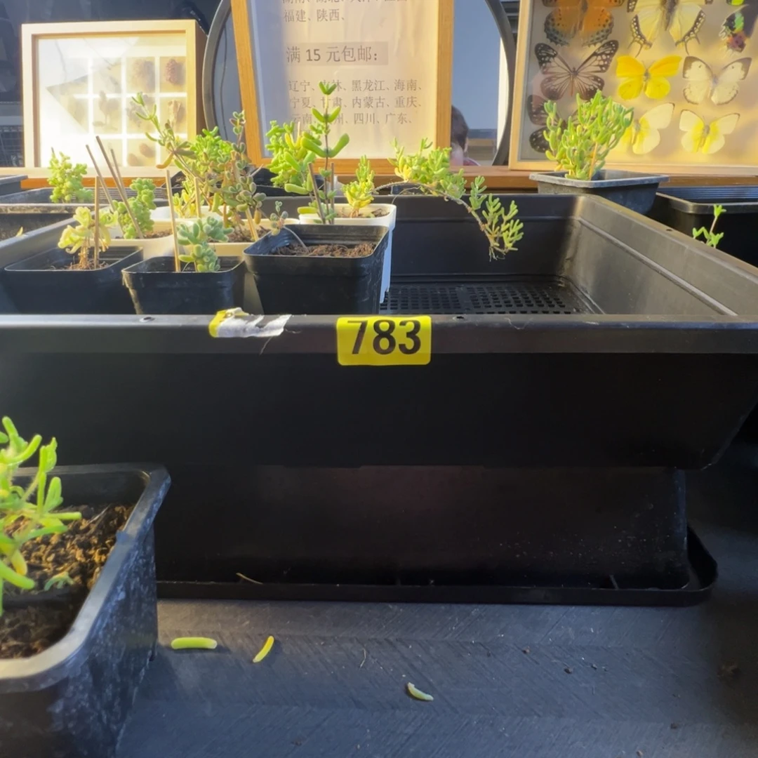 枝干番杏多肉植物783