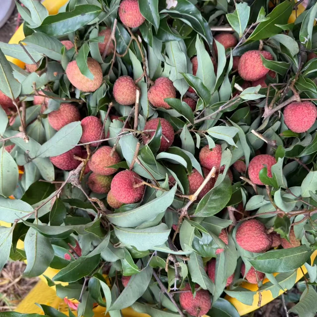 【京东冷链】正宗茂名高州白蜡荔枝应季水果果肉香甜