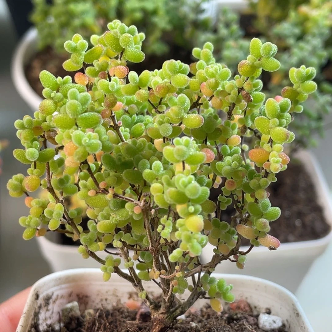 蜜桔糖球。