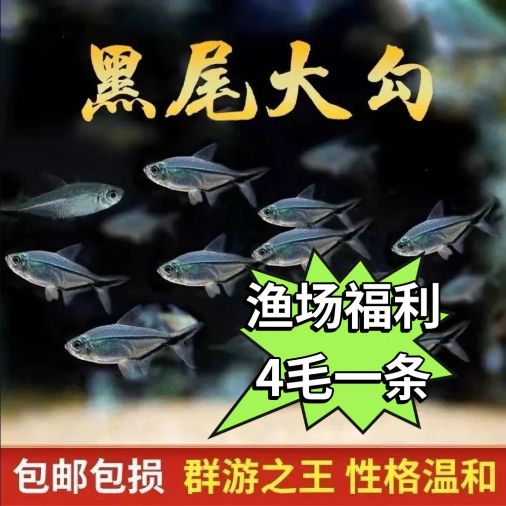 （小号）黑尾大勾小型热带观赏鱼草缸群游活体淡水鱼好养鱼观赏鱼