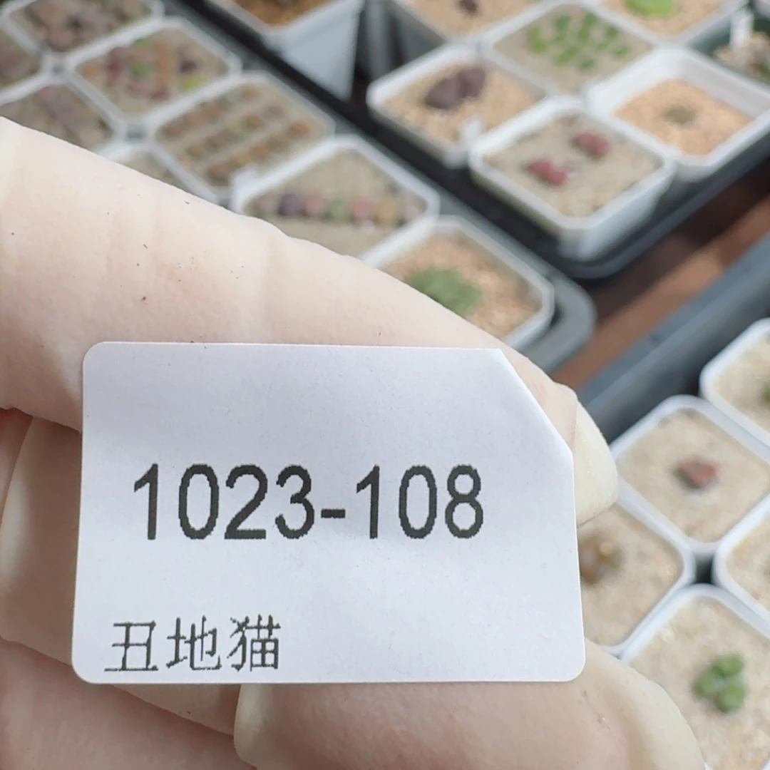 莹***1023-108卷卷卷卷j