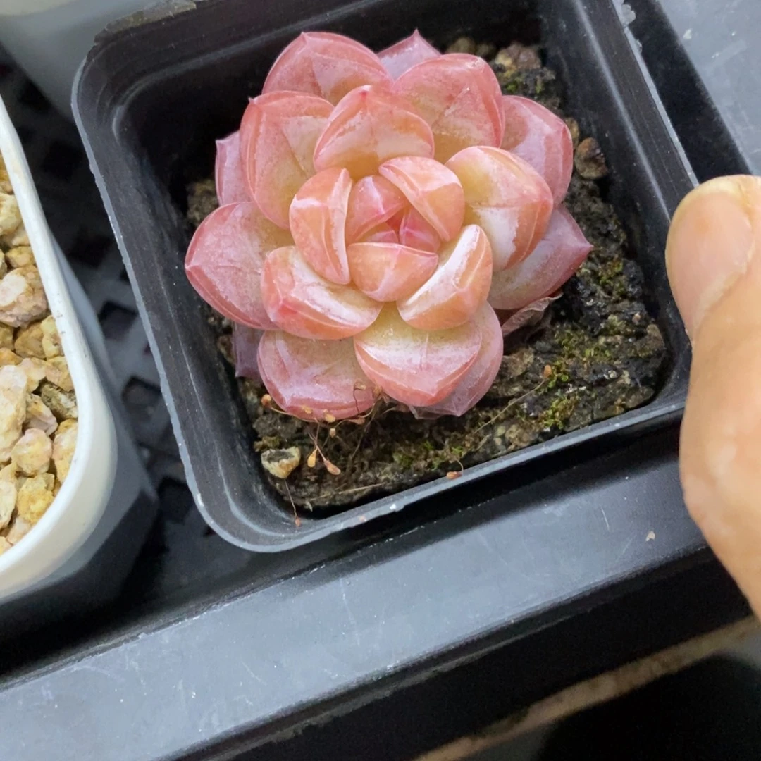 精品多肉一物一拍不包整61