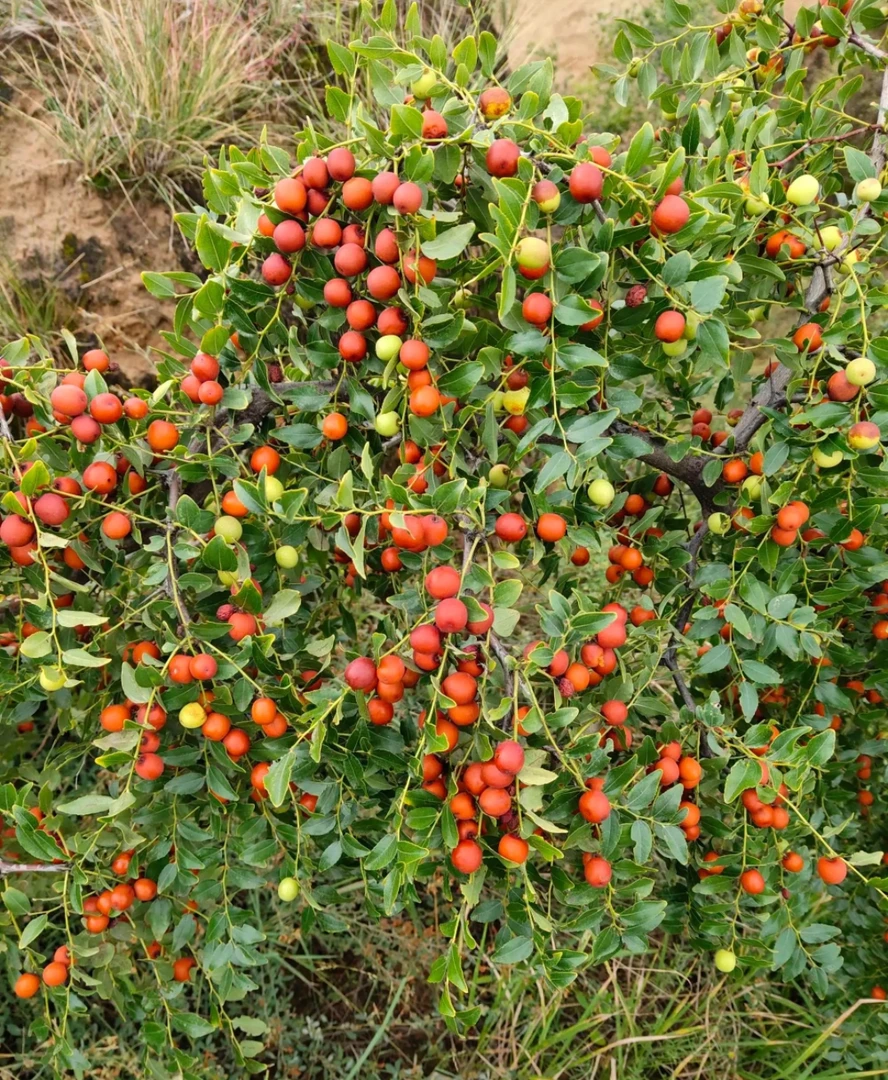 野酸枣根艺  坨坨桩(一物一拍)