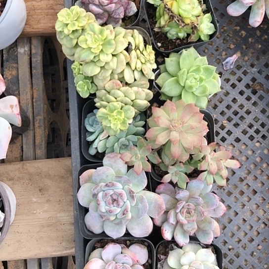 10颗多肉植物组合套装