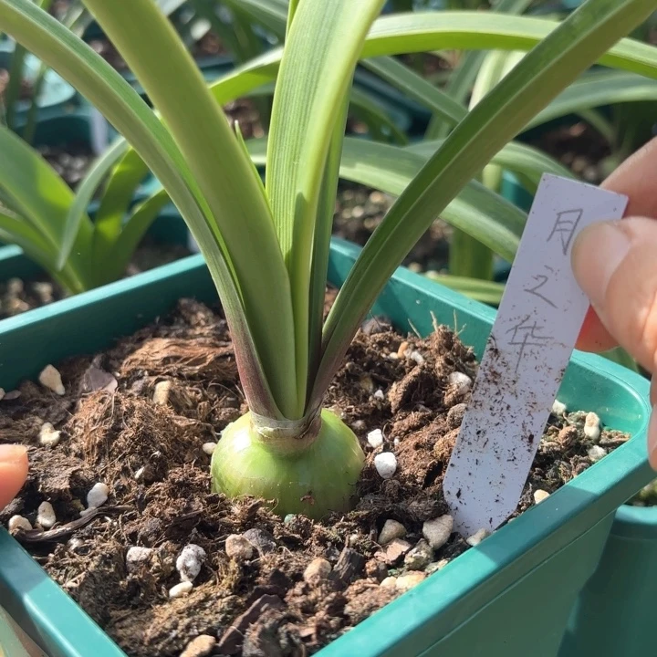 无花朵月之华3.5厘米不带盆