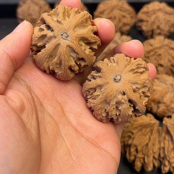 巍***&核桃秦岭突突突突突突
