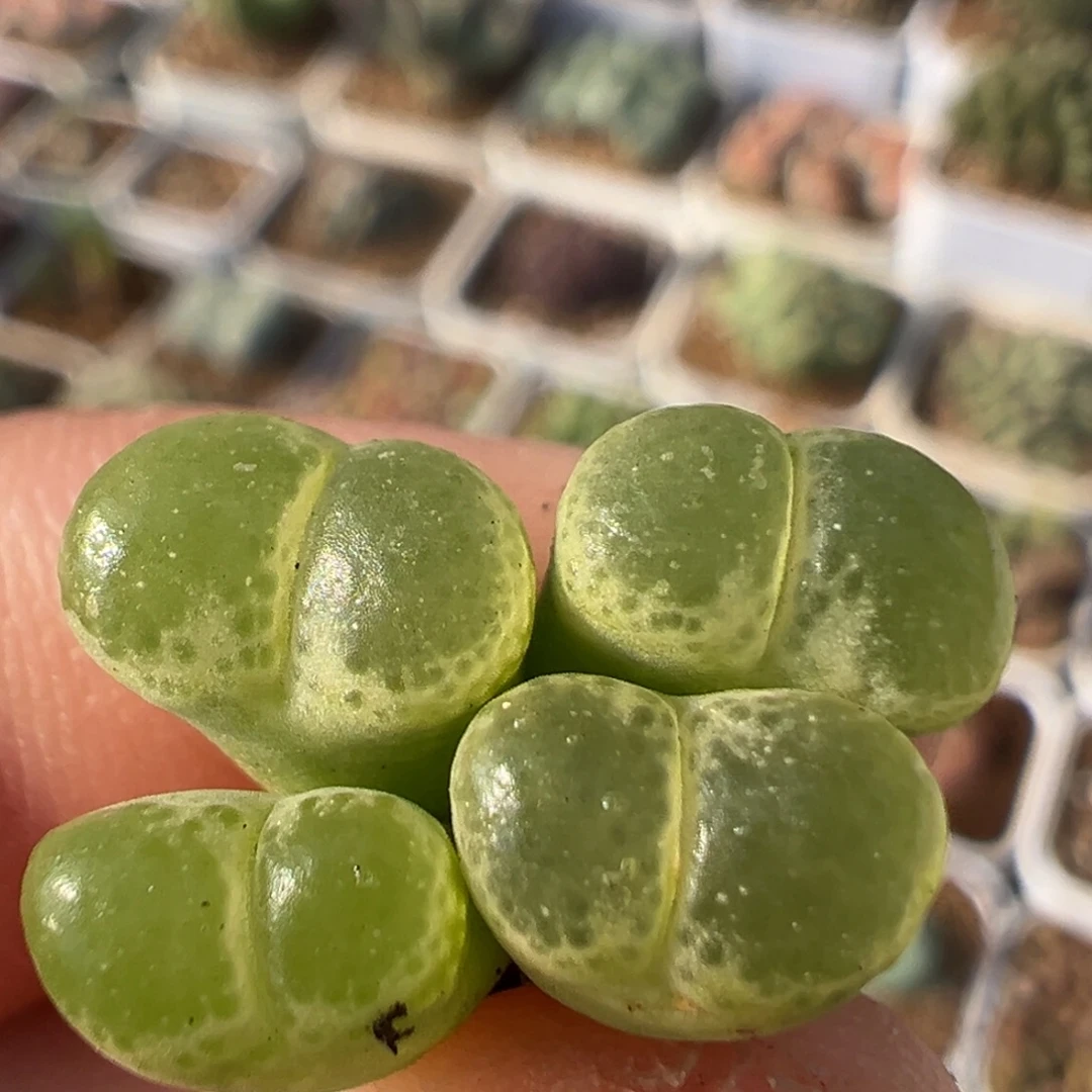 51多肉植物百科植物