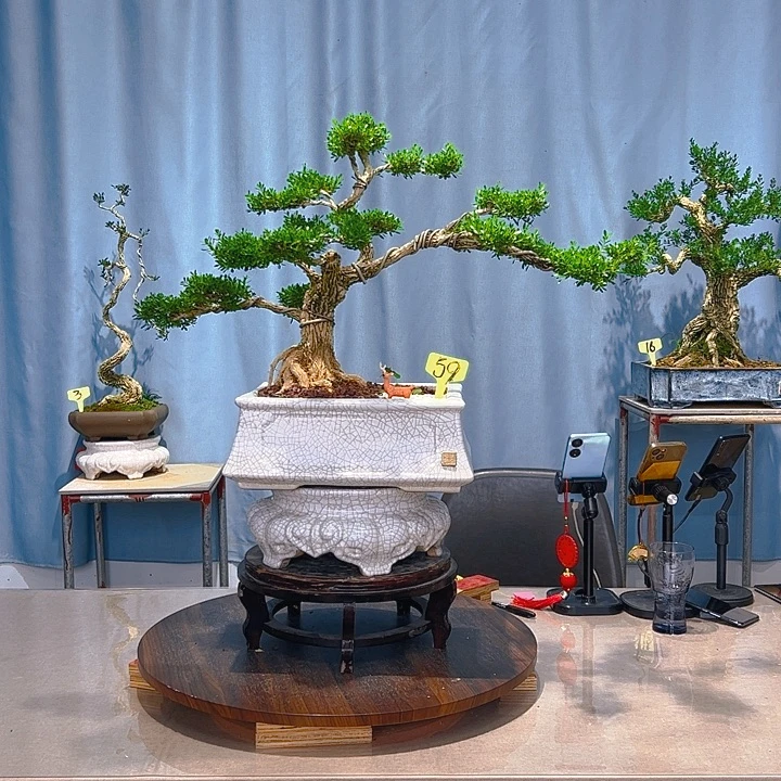 无花朵广东皱皮雀舌黄杨