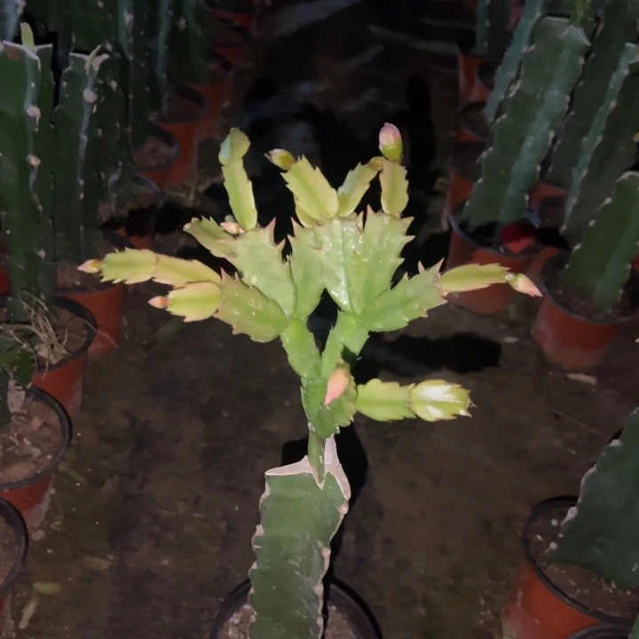 不***往当前无花栽培后可以开花067 补差价