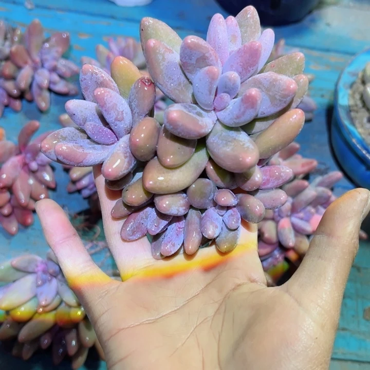 精品多肉植物老桩