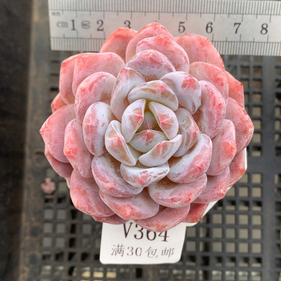 364。花朵脸星影橙。多肉。