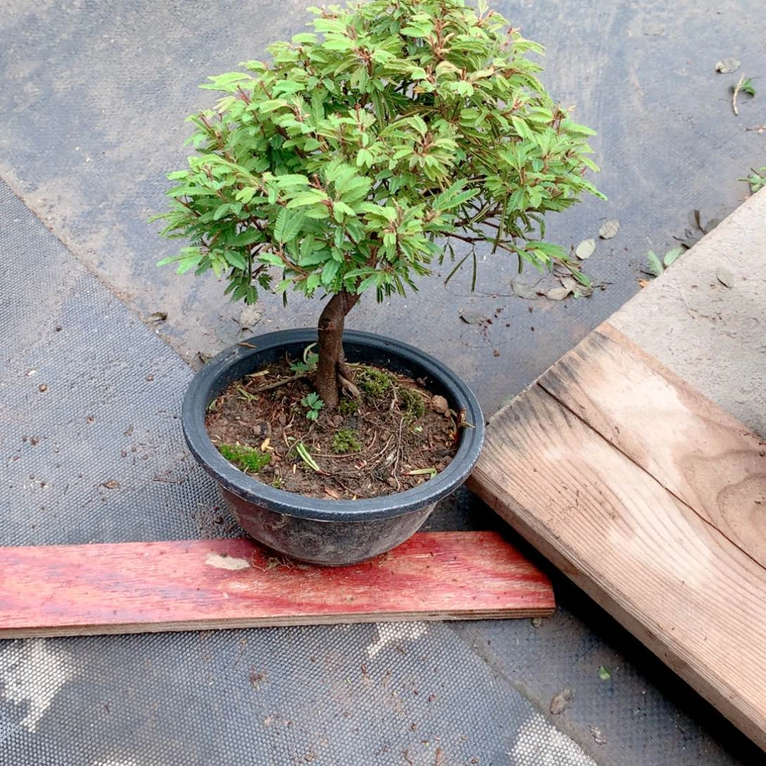 当前无花栽培后可以开花姬合欢