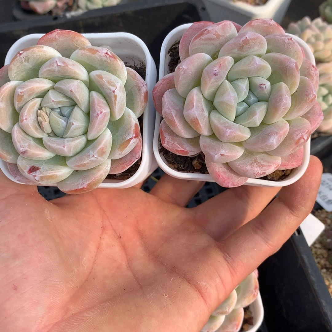 0212-52 玉胖胖两颗