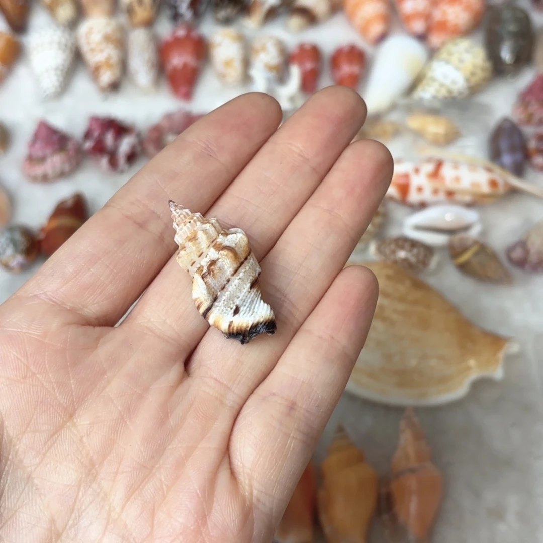 氤***氲天然海螺标本福利
